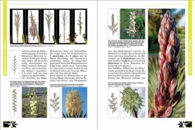 Faszination Bunt – Die Welt der panaschierten Yuccas